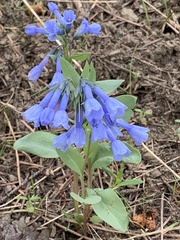 Mertensia longiflora