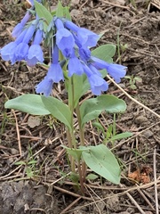 Mertensia longiflora
