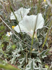 Calystegia collina oxyphylla