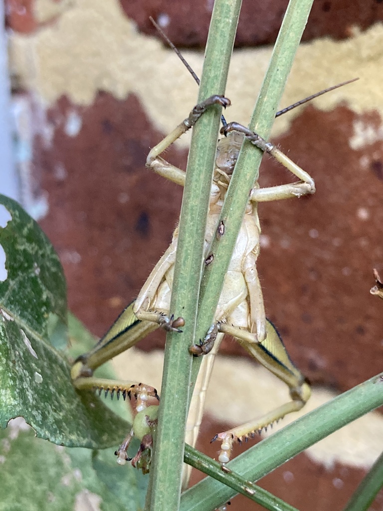 Giant Grasshopper