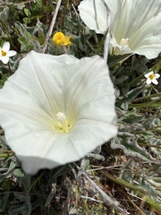 Calystegia collina oxyphylla