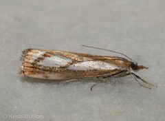 Catoptria latiradiellus