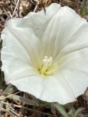 Calystegia collina oxyphylla