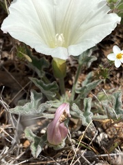 Calystegia collina oxyphylla