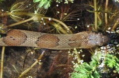Nerodia sipedon pleuralis
