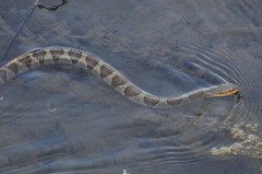 Nerodia sipedon pleuralis