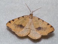 Macaria occiduaria