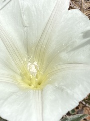 Calystegia collina oxyphylla