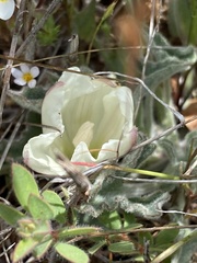 Calystegia collina oxyphylla