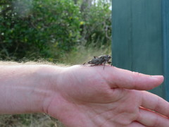 Amphipsalta cingulata