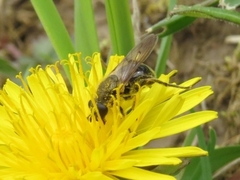 Chalcosyrphus inarmatus