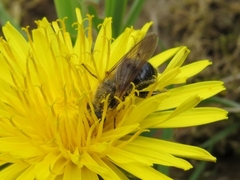Chalcosyrphus inarmatus