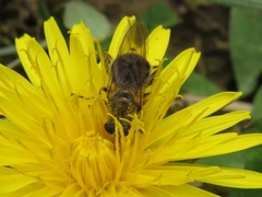 Chalcosyrphus inarmatus