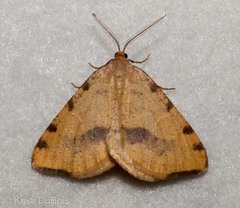 Macaria occiduaria