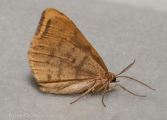 Macaria occiduaria