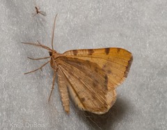 Macaria occiduaria