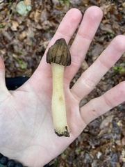 Morchella punctipes