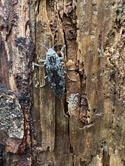 Texania campestris
