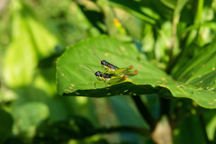 Liebermannacris dorsualis