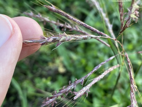 Bothriochloa bladhii iNat (1)