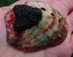 Haliotis rufescens