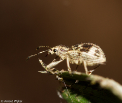 Mimographus