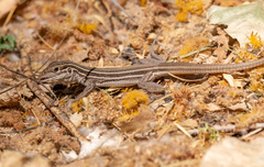 Aspidoscelis sonorae