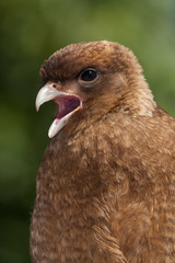 Daptrius chimango temucoensis