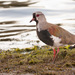 Chilean Southern Lapwing - Photo (c) Ariel Cabrera Foix, some rights reserved (CC BY-NC-SA), uploaded by Ariel Cabrera Foix
