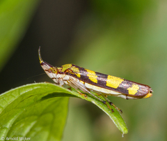 Raphirhinus phosphoreus