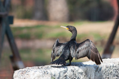 Nannopterum brasilianum brasilianum