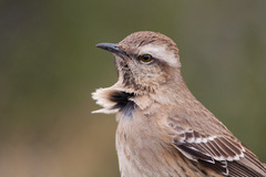 Chilean Mockingbird photo 2
