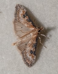 Udea turmalis