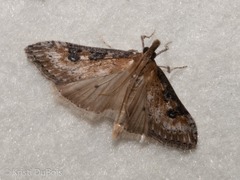 Udea turmalis