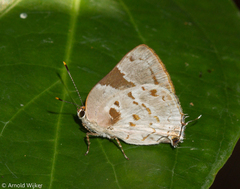 Tmolus cydrara