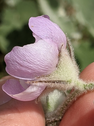 Image of Malacothamnus fremontii by (c) Ken-ichi Ueda, some rights reserved (CC BY)