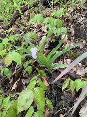 Tradescantia ozarkana