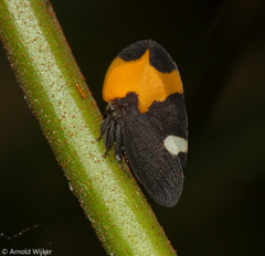 Phyllotropis cingulata