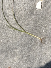 Syringodium filiforme