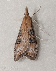 Udea turmalis