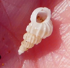 Epitoniidae