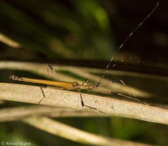 Pseudophasma blanchardi