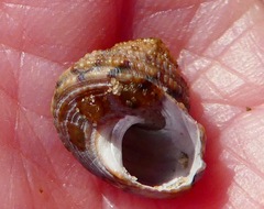 Calliostoma gemmulatum