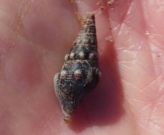 Pseudomelatoma torosa