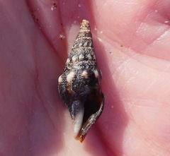 Pseudomelatoma torosa