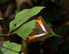 Adelpha capucinus