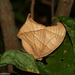 Caerois chorinaeus - Photo (c) Arnold Wijker, algunos derechos reservados (CC BY-NC)
