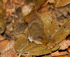 Haetera piera