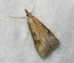 Udea abstrusa