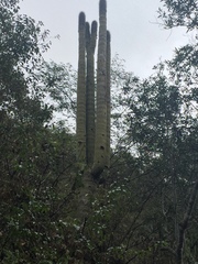 Cephalocereus polylophus